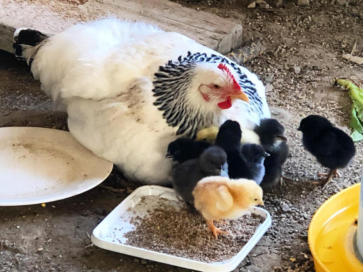 Gite A La Ferme De Verdurette Корд-сюр-Сьель Экстерьер фото